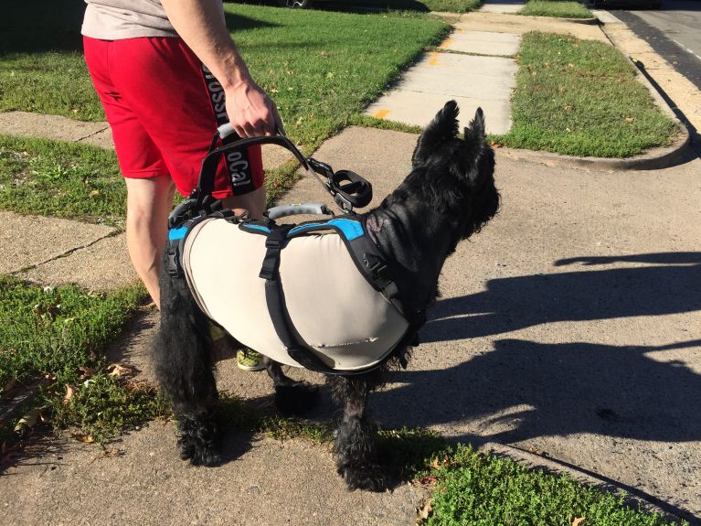 This harness makes things great for all of us. 